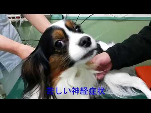 犬の神経疾患