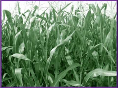 Avon Cities Skiffle Group - 'Green Corn'