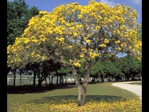 Tipuanna Tipu Tree (The pride of Bolivia)