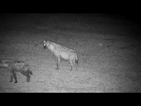 Djuma: Hyena known as 'Corky' and a youngster - 04:05 - 09/03/21