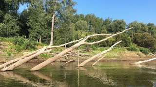 Ловля на джеркбейты в коряжнике