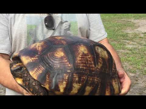 Amazon Basin Giant Tortoise #2