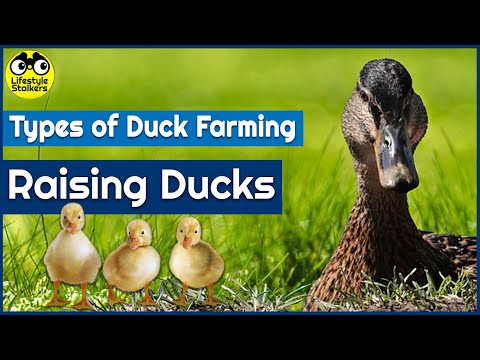 , title : 'Types of Duck Farming (BEGINNERS)'
