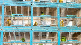 Download lagu CAK IJO MATERI KATEM BOS MEWAH HARGA BAHAN  mp3