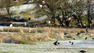 preview picture of video 'Red kites feeding at Gigrin Farm Powys Wales Jan 2010'