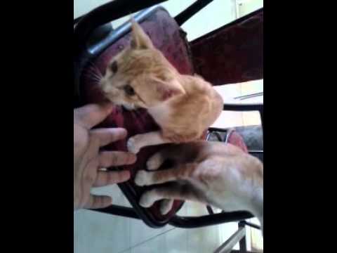 malayalam movie gangster