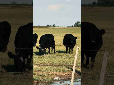 DESTACADO CAMPO EN CARLOS CASARES
