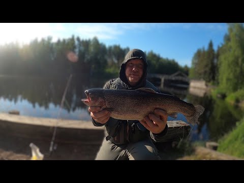 Joskus sinnikkyys palkitaan - koskikalastusta Möhkössä