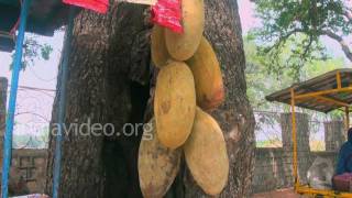 On sale is the Mandu ki Imli or Baobab fruit