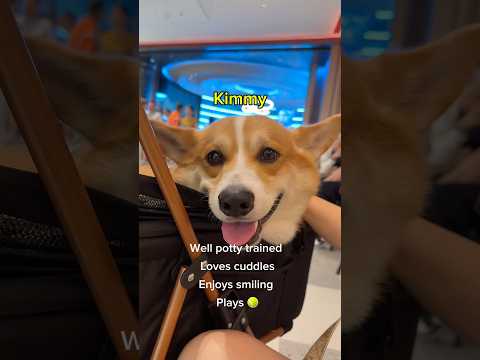 Kimmy’s not mean, just scared of what he doesn’t understand #dog #corgi