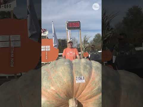 World’s heaviest pumpkin tips the scales at more than 3,000 pounds. See the video.