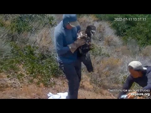 EXPLORE.org Fraser Point Nest: The Rescue of Eaglet Victor. 11 Jul 2022
