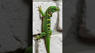 Another Beautiful Green Lizard🐊 #shorts #lizards #geckos #reptiles #lizardsound #geckosound
