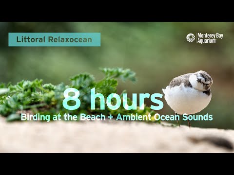 8 Hours of Birding at the Beach + Ambient Ocean Sounds | Littoral Relaxocean