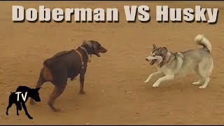 Download lagu Doberman vs Husky vs Puppy | Dog Park Vlogs mp3 Download lagu Doberman vs Husky vs Puppy | Dog Park Vlogs mp3