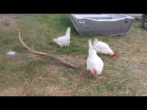 download lagu mp3 mp4 Feeding Chickens Cheese, download lagu Feeding Chickens Cheese gratis, unduh video klip Feeding Chickens Cheese
