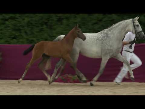 KN 13 Caliente Hf v. Catoki - Caretino