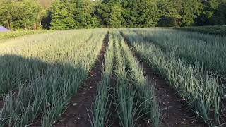 June 2018 field tour