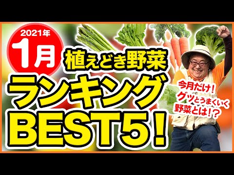 1月に菜園に植える野菜 冬のサラダ レタス ほうれん草 キャベツ