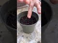 How To Grow Cabbage From Seeds Cabbage Seeding Urbangardening Gardening Shorts