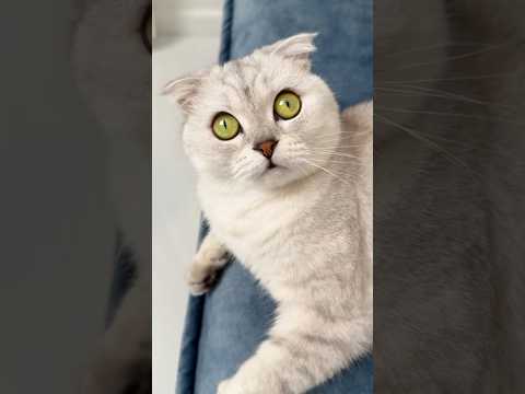 Sonya!😳🥲❗️ A mannequin was used in the video❗️ #cat