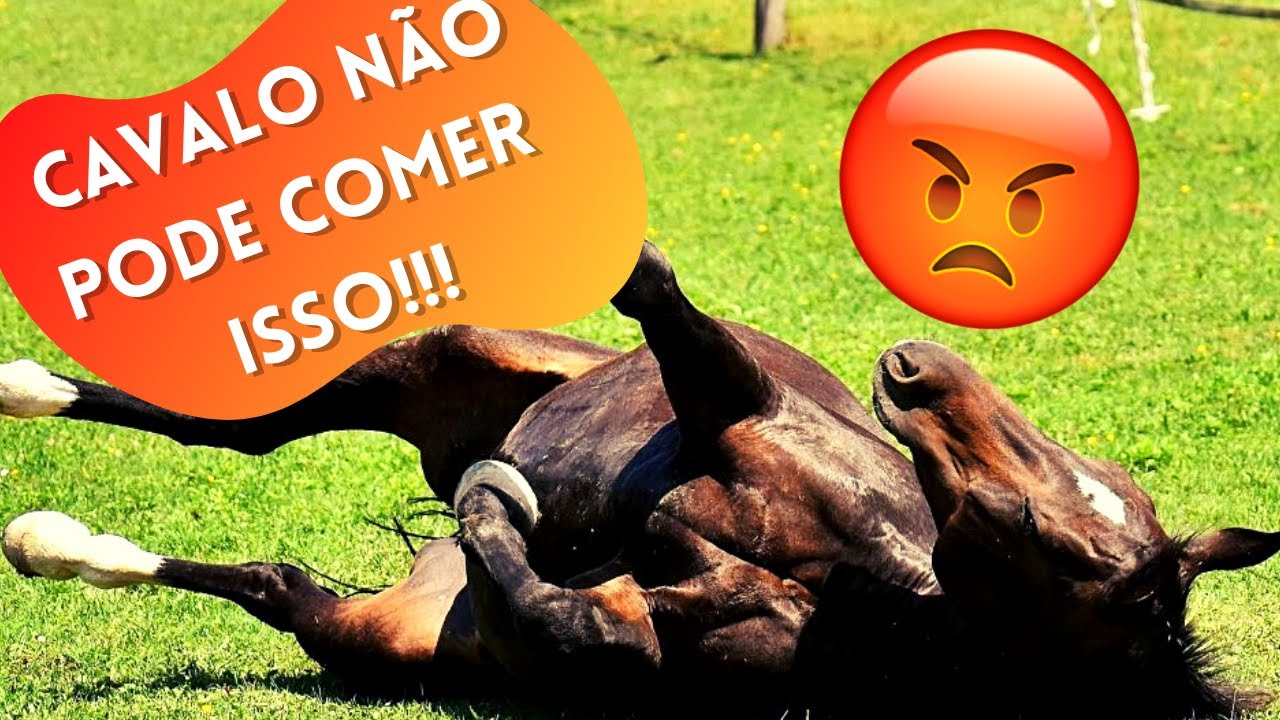 10 ALIMENTOS PROIBIDOS PARA CAVALOS | Você pode matar seu cavalo!
