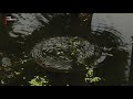 Waterschap gaat strijd aan met kroos in sloten [RTV Utrecht]
