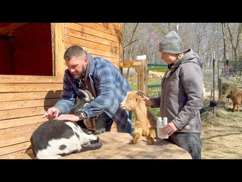 We MUST treat the ENTIRE HERD!