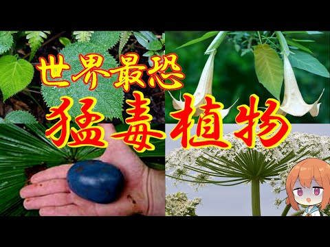 アコカンテラ・オブロンギフォリアについて詳しく解説