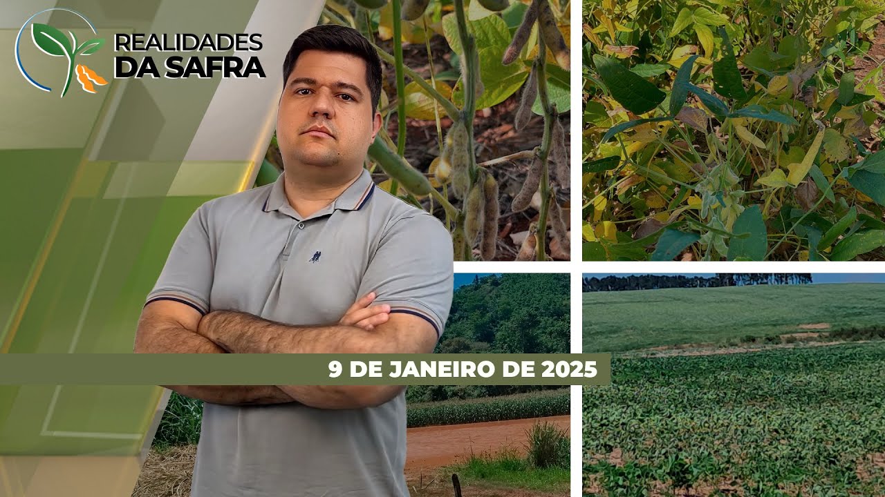 Com Brasil dividido ao meio para chuvas, sojas sofrem com seca e com excesso de precipitações