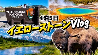 【無限バイソン湧きドコロあり】イエローストーン国立公園に行ってきたVlog