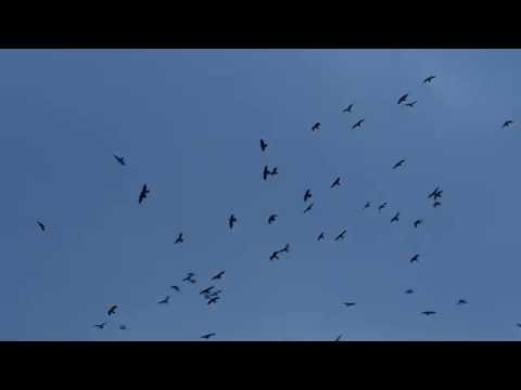 KrähenKreisen über der Rennbahn Scheibenholz in Leipzig