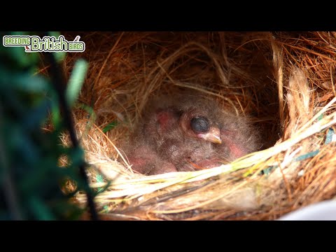 3rd Round NATIVE Finches Hatch! | Breeding British Birds S2:Ep14