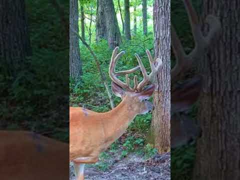 2026 Trail Cam Images