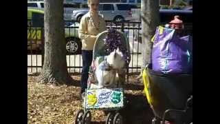 preview picture of video 'Fairhope Dogs On Parade (thefairhopetimes.blogspot.com)'