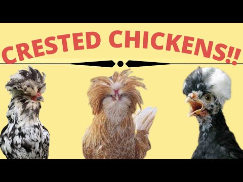 , title : 'Crested Chickens| Crested ornamental chicken breeds| crested poultry breeds| chickens with a crown'