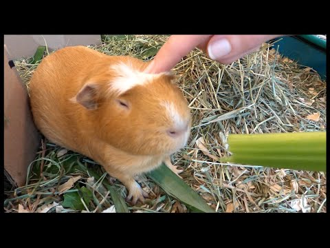 Do guinea pigs like to be pet?