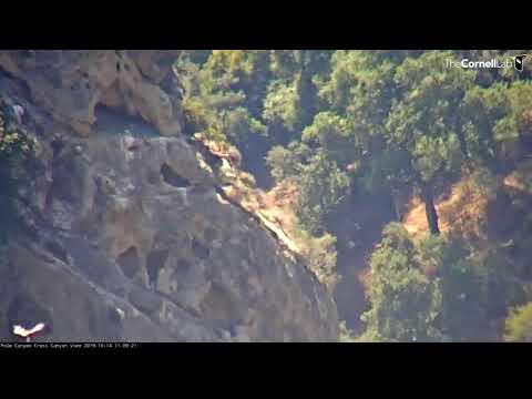 California Condor Chick #980 Fledges! – Oct .14, 2019