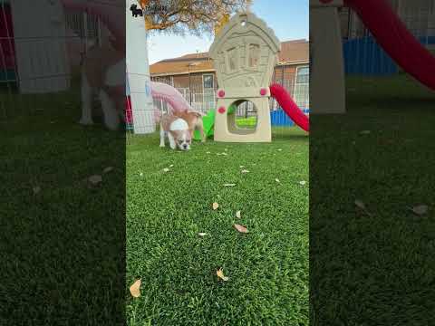 Video 1