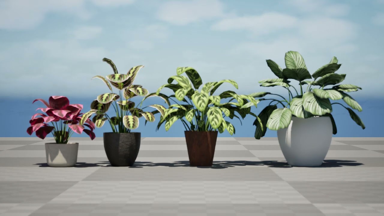 Prayer Plant 3D Model