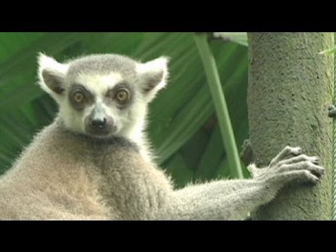 comment soigner cranberry