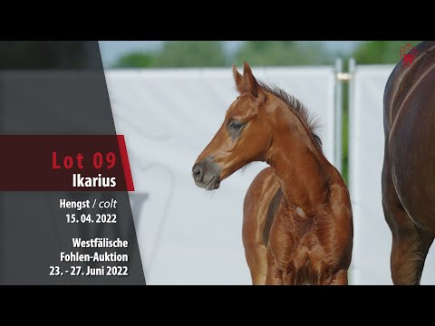 Fohlen-Auktion Lot 09 Ikarius Hengst v. Asgard's Ibiza - Quantensprung