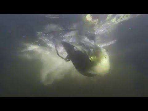 OLOID 400 A im Kynastteich (Berlin)