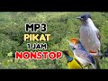 Mp3 Pikat Kutilang Ribut Kombinasi Burung Kecil Ampuh Kicau Atasangin