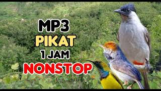 Download lagu mp3 pikat kutilang ribut kombinasi burung kecil ampuh/kicau atasangin mp3