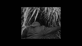 Barking Dogs Trailer