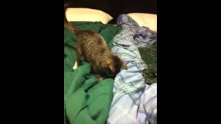 Moo moo catching feathers