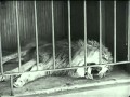 Charlie Chaplin - The Lion's Cage neu vertont ...