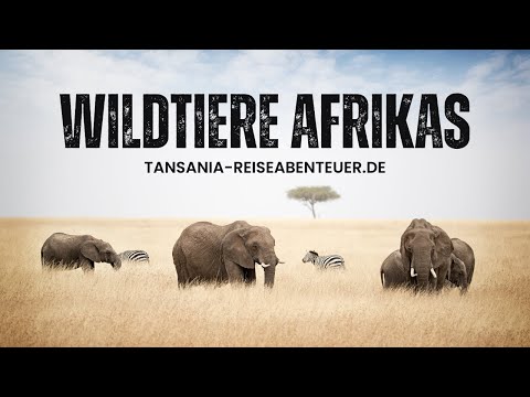 Kenia Video 3 Thumbnail