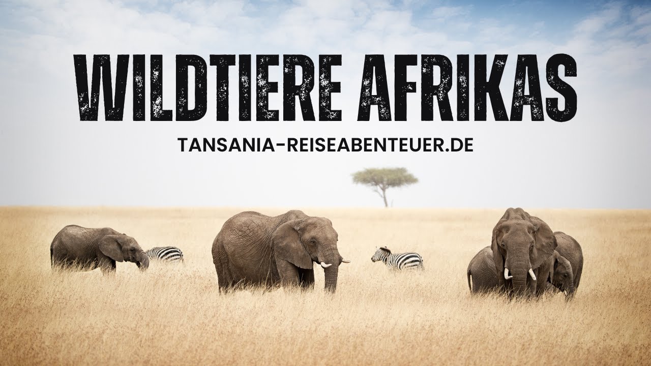 Kilimandscharo Aufstieg Video